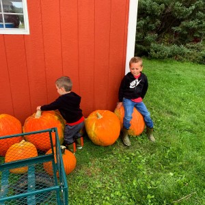 Pumpkins White Pine Berry Farm Hudson