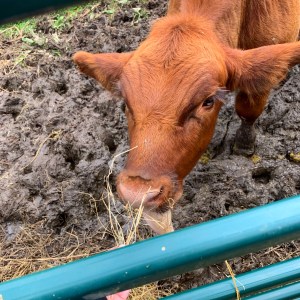 White Berry Pine Farms Cow