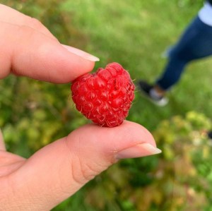 Raspberry Picking Fall Fun Hudson Wisconsin