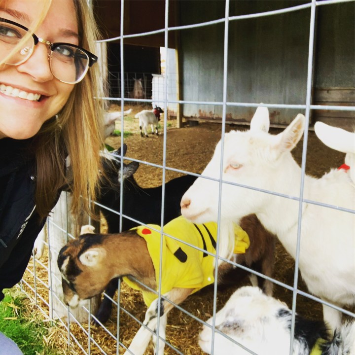 Have Ya Herd Corn Maze | Hudson Wisconsin