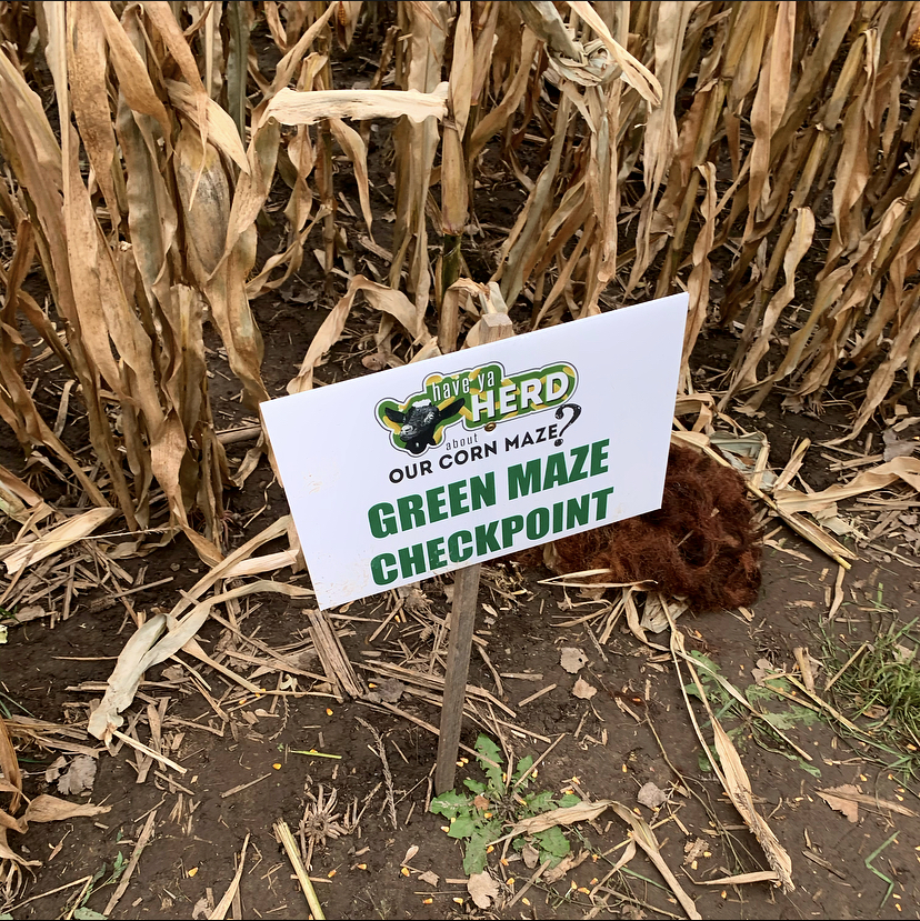 Have Ya Herd Corn Maze Hudson Green