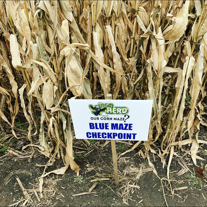 Have Ya Herd Corn Maze Hudson Blue