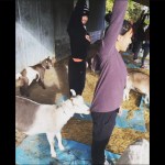 Have Ya Herd Goat Yoga