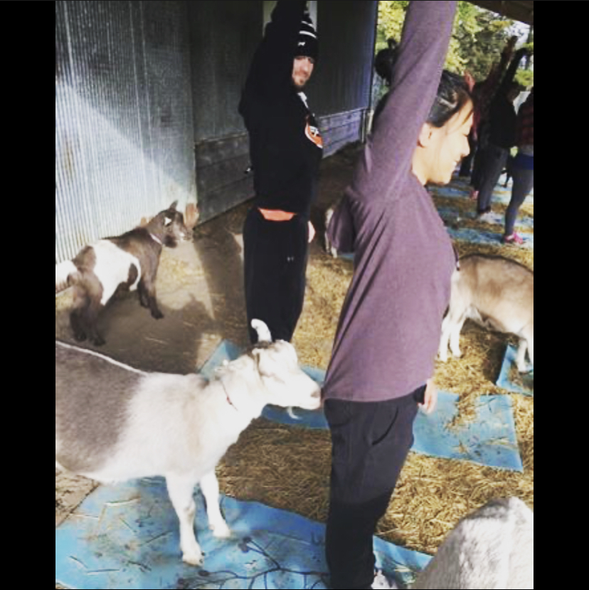 Have Ya Herd Goat Yoga