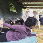 Have Ya Herd Goat Yoga